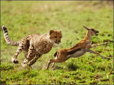 La gazelle et le léopard ont une différence de vitesse de pointe de 10 km/h.