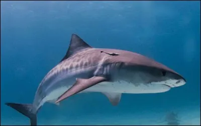 Le requin est l'animal marin le plus rapide !