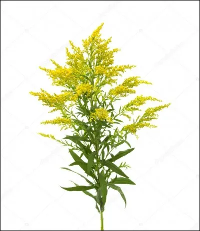 Quelle plante correspond à cette image ? (2)