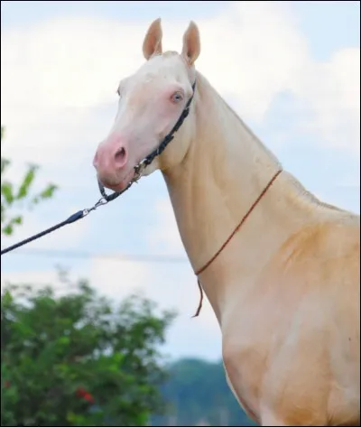 Comment s'appelle la robe du cheval sur l'image ?