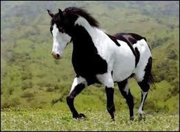 Quiz Equitation
