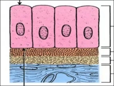 Sur l'image, de quelle couleur est représenté l'epithelium ?