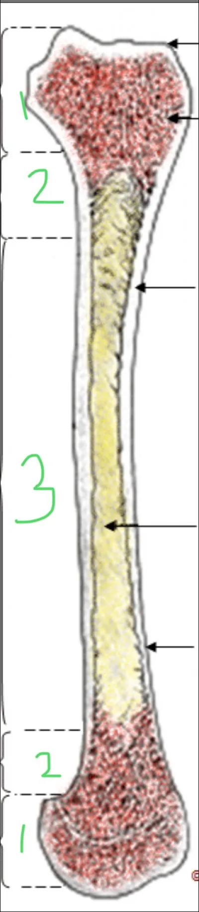 Voici un os long : où se trouve l'épiphyse ?