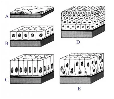Le tissu épithélial de revêtement possède différentes classifications. Que représente le tissu A ?