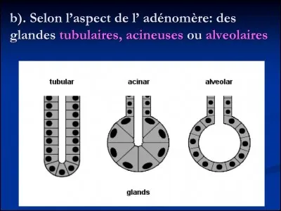 Le tissus épithélial peut être glandulaire. Il peut être 
A Amphicrine
B Endocrine
C Exocrine