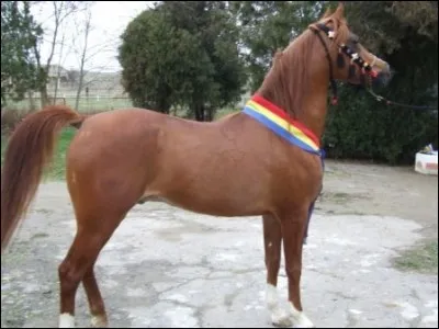 Quelles sont la race et la robe de ce cheval ?