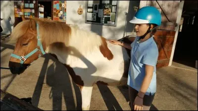 Quel est cet équidé ?