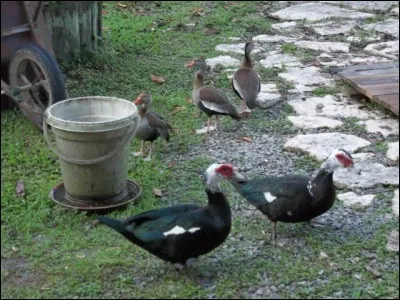 Trouvez le mot correspondant à la photo !