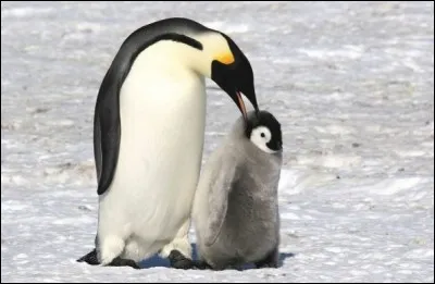 Quels sont tes animaux préférés ?