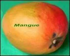 En anglais : (mangue)