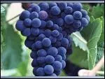 En anglais : (raisin)