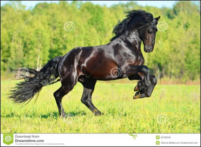 Combien un cheval possède-t-il, environ, d'allures ?
( Cela varie en fonction de certaines races, mais prenons l'exemple d'un cheval "banal" )