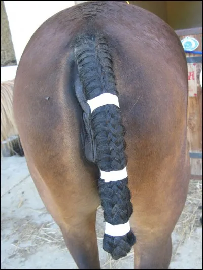 Comment s'appelle l'os de la queue ?