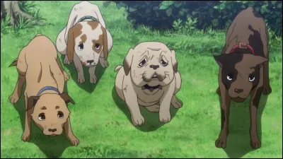 Si tu devais te réincarner en animal, lequel serait-ce ?