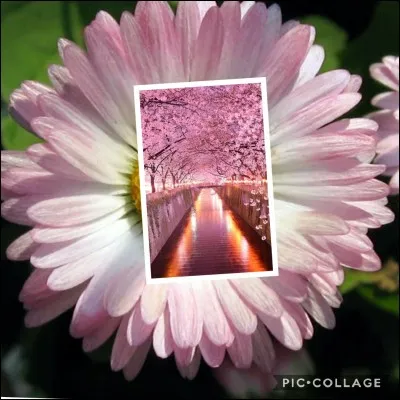 Tu es là, dans mon jardin, si belle.