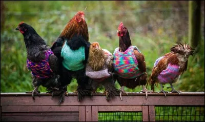 En France il existe une maison de retraite pour poules pondeuses.