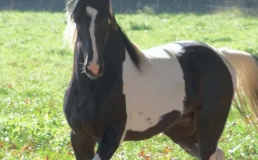 Quiz Galop 1