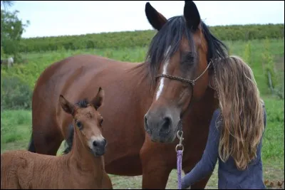 Quelle est la robe de cette jument ?