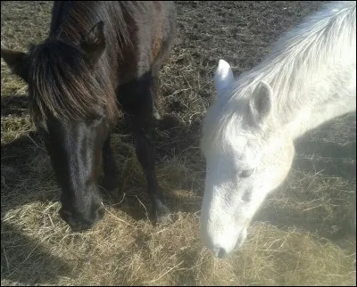Quelle la robe du cheval à gauche ?