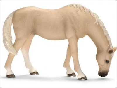 Quelle est la robe de ce cheval ?
