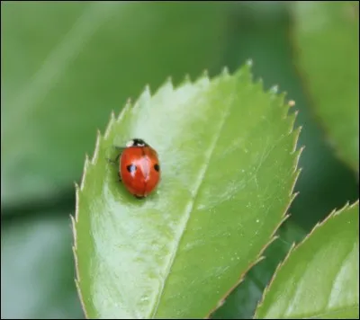 Qu'est la photosynthèse ?