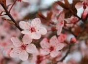 Quiz Les arbres et les fleurs des sakura