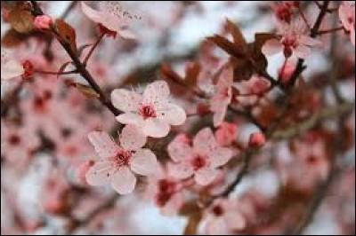 L'arbre de sakura produit-il des fruits comestibles ?