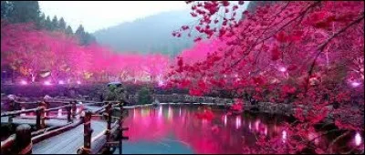 Comment le tronc du sakura est-il ?