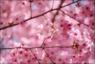 Hors du Japon, pendant quelle saison ces fleurs poussent-elles ?