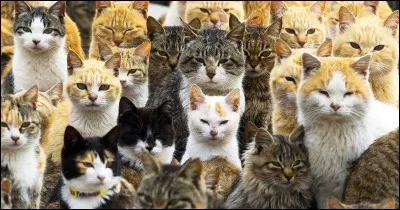 Lequel de ces chats est Étoile de Jais ?