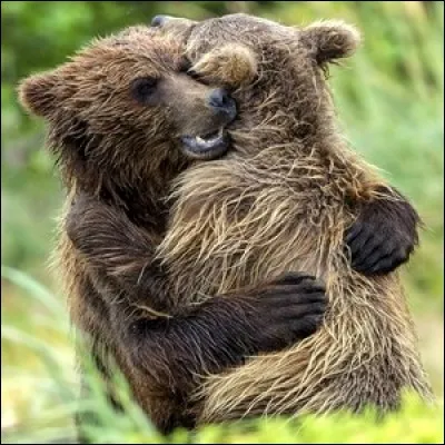 L'hybridation entre 2 esp&egrave;ces d'ours est-elle possible ?