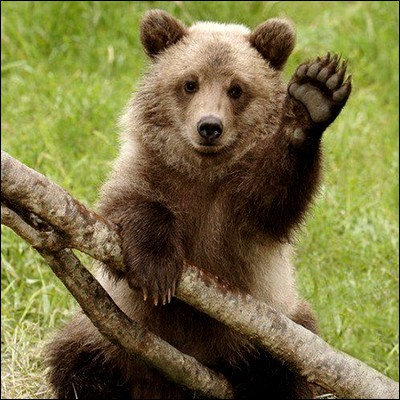 Combien compte-t-on d'espèces d'ours dans le monde ?