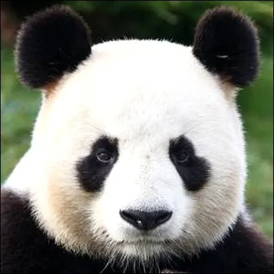 Les pandas sont-il des ours ?