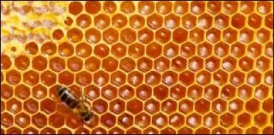 Alvéole est un mot ...