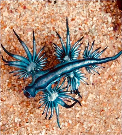 Qu'est-ce que c'est ?