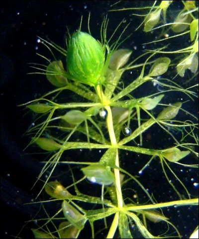 Quelle est cette plante carnivore ?