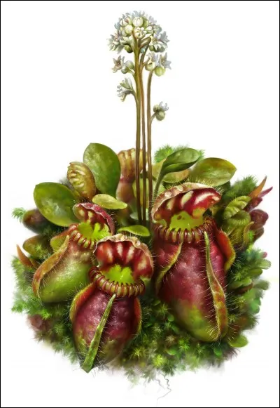 Quelle est cette plante carnivore ?