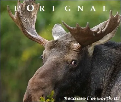 Parce que vous le salez bien.