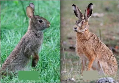 Où est le lapin de garenne ?