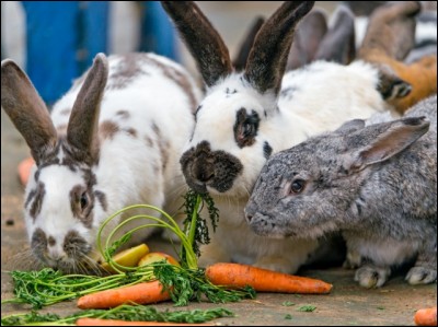 Comment s'appelle l'élevage des lapins ?