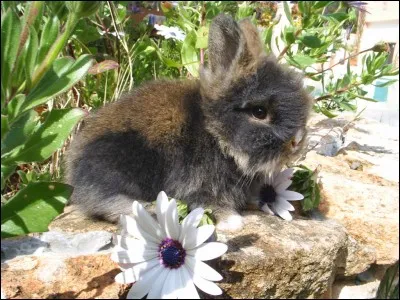 Entre le bébé lapin et le bébé lièvre, lequel est aveugle à la naissance ?