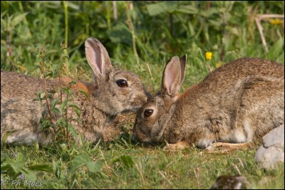 Quel est l'habitat du lapin de garenne ?