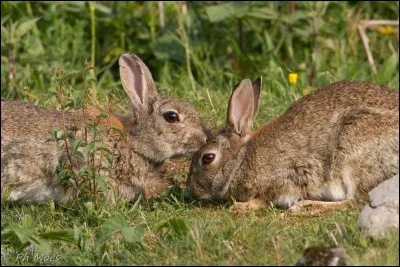 Quel est l'habitat du lapin de garenne ?