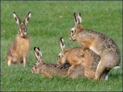 Que fait le lièvre quand c'est la période du rut ?