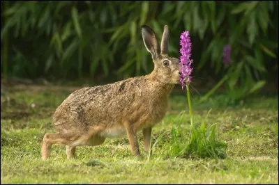 Comment se nomme la femelle du lièvre ?