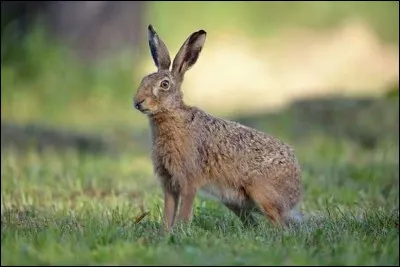 Quel nom porte le mâle de la hase ?