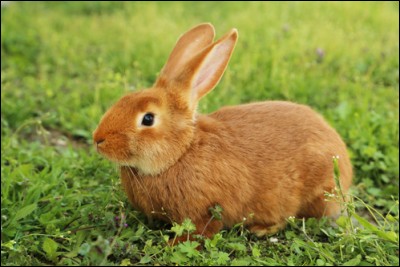Quelle maladie touche souvent les lapins ?
