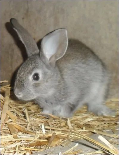 Que fait le lapin pour s'exprimer ?