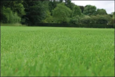 Aimes-tu jouer sur le gazon ?
