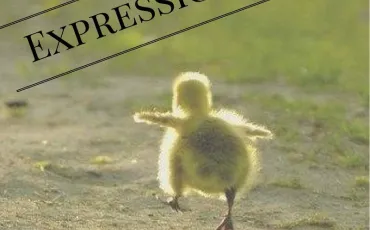 Quiz Expressions